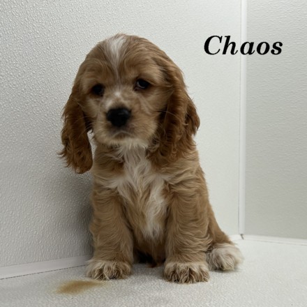 puppy, for, sale, Cocker Spaniel, Joe & Cherri  Overlease, dog, breeder, Miller, MO, dog-breeder, puppy-for-sale, forsale, nearby, find, puppyfind, locator, puppylocator, aca